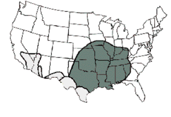 Brown Recluse Spider Habitat Map Cape May County Map